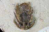 Bargain, Spiny Kolihapeltis Trilobite - Rare Species #161098-4